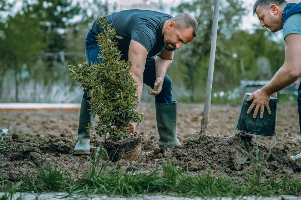 Best Hazardous Tree Removal  in Eastvale, CA